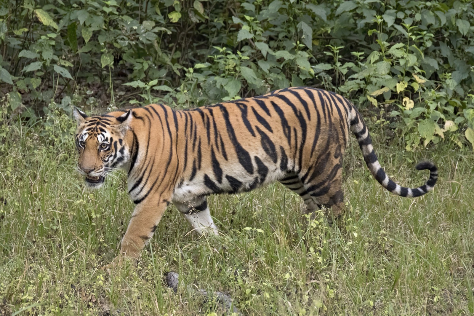 Royal Bengal