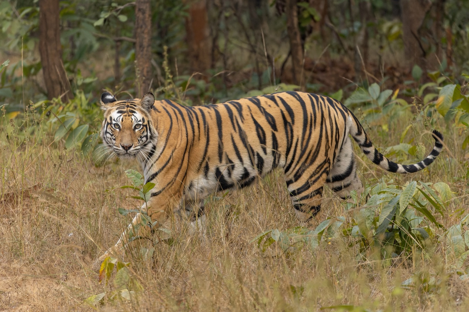 Tiger In Wild
