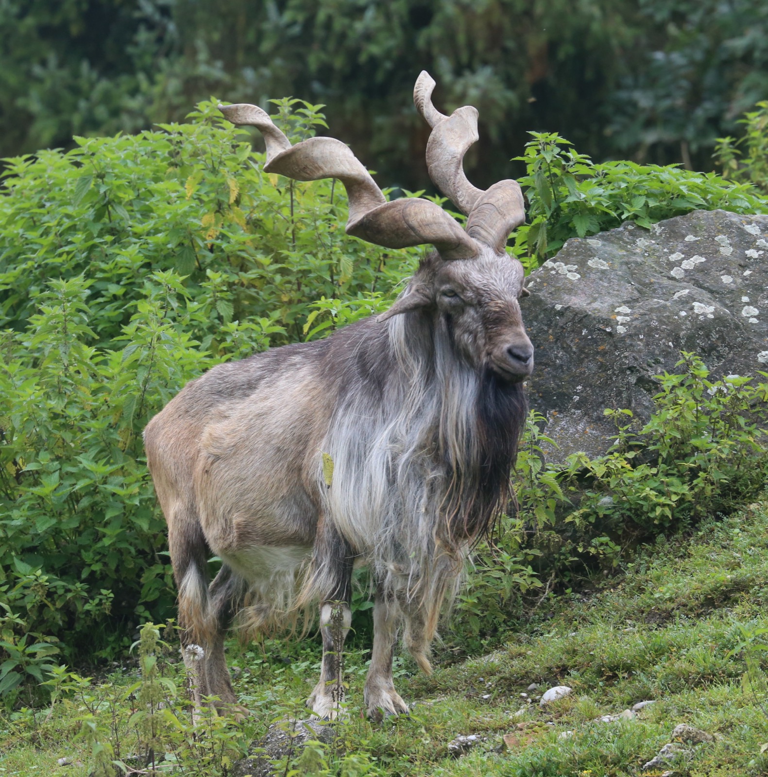 Mountain Markhor